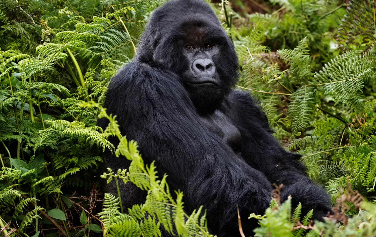 Gorilla Trekking Adventure - Rwanda