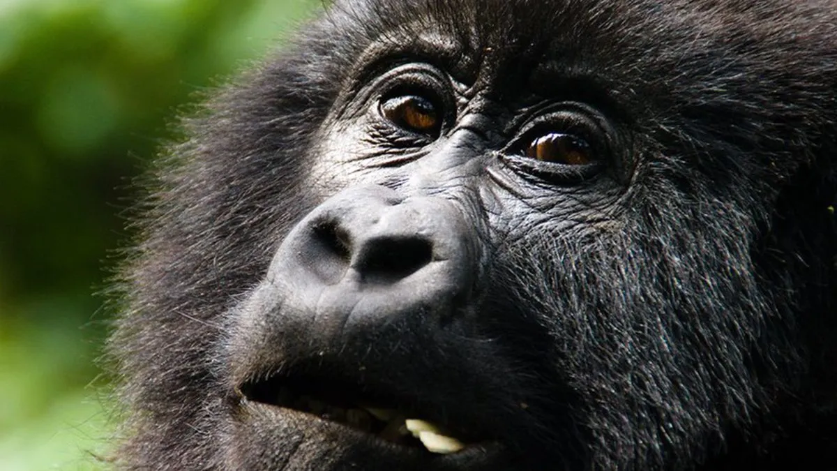 Yombi Journeys Tour Guides - Rwanda Travel Experts