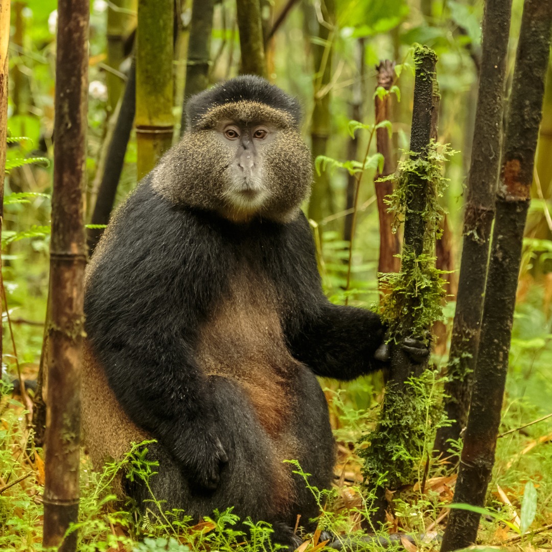Kibale Forest Chimpanzees