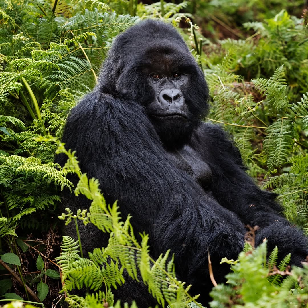 Rwanda - Volcanoes National Park and Mountain Gorillas