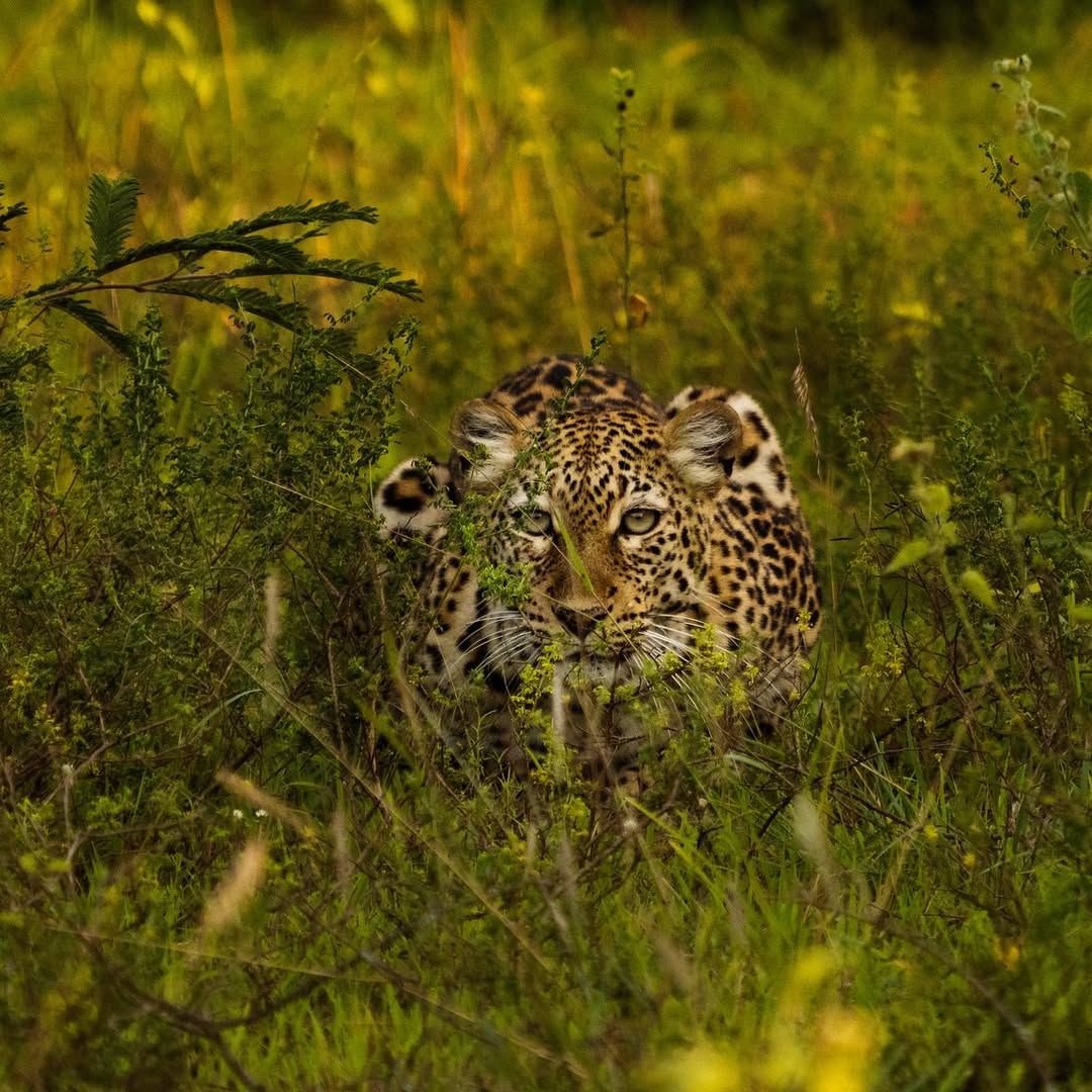Classic Kenya Big Five Safari