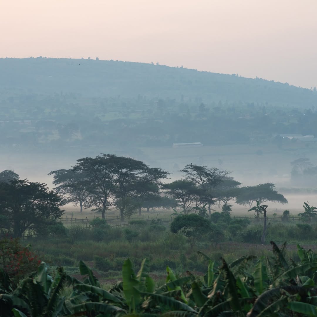 Mountain Gorilla Trekking Experience