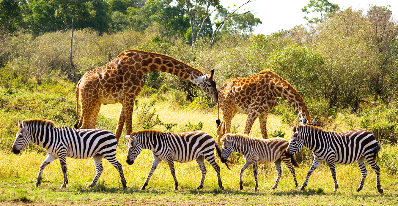 Maasai Mara Wildlife Safari