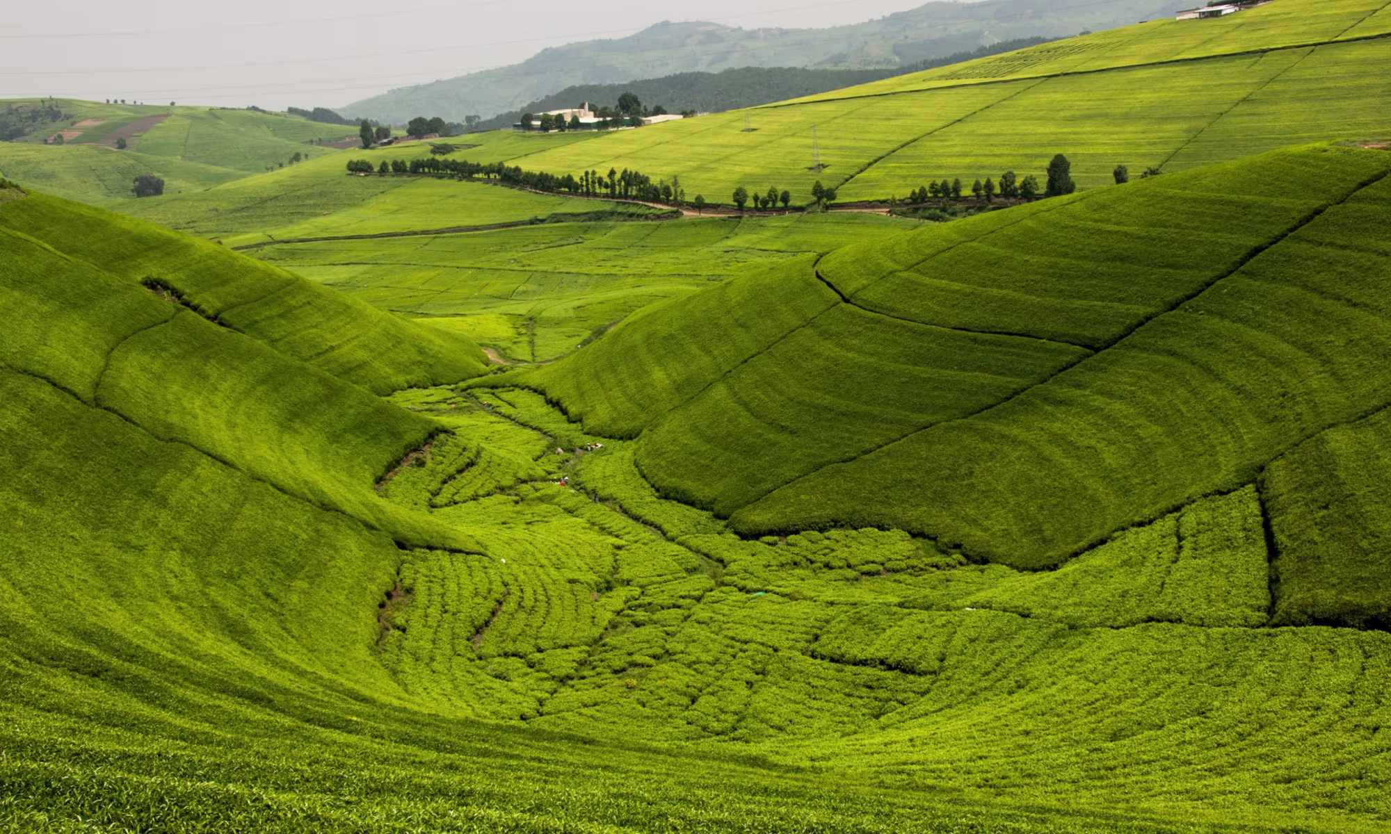 Uganda Gorilla & Queen Safari